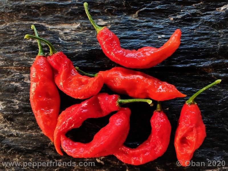 Bhut Jolokia Kirmen