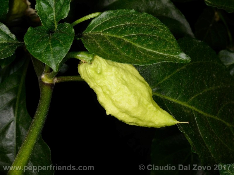 bhut-jolokia-mulatto_001_frutto_05.jpg