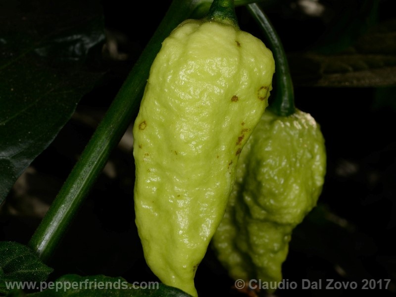 bhut-jolokia-mulatto_001_frutto_06.jpg