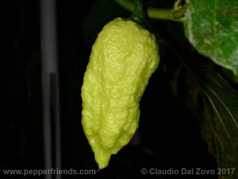 bhut-jolokia-mulatto_001_frutto_07.jpg