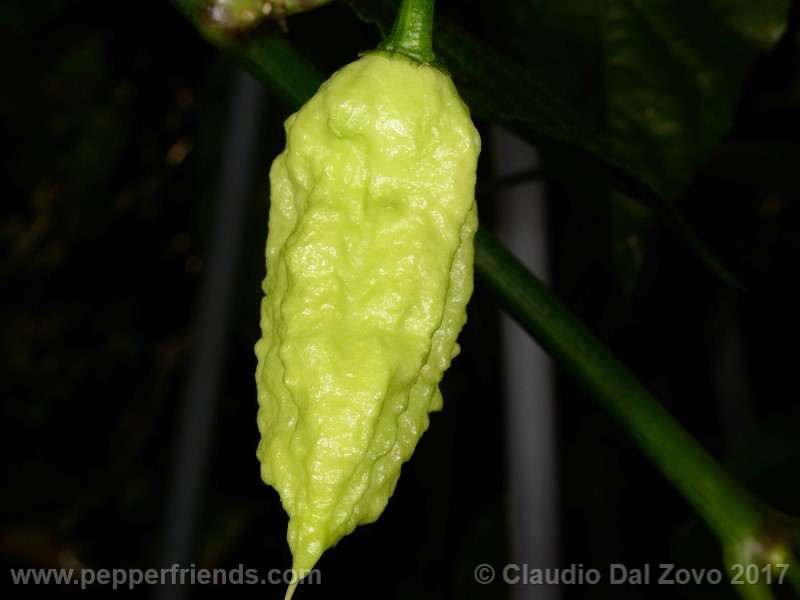 bhut-jolokia-mulatto_001_frutto_08.jpg
