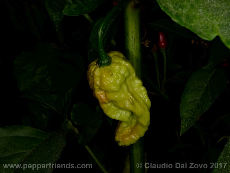 bhut-jolokia-mulatto_001_frutto_09.jpg
