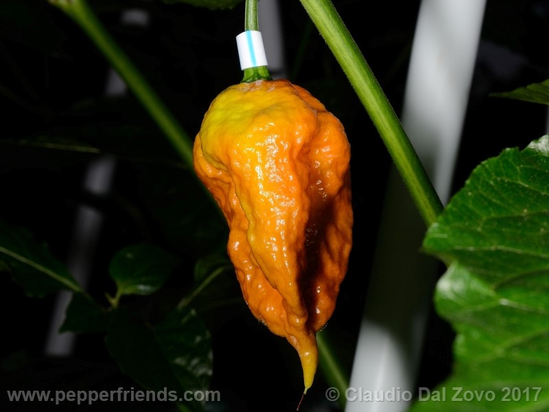 bhut-jolokia-mulatto_001_frutto_10.jpg