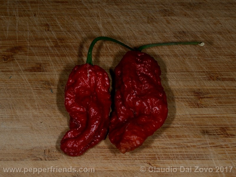 bhut-jolokia-mulatto_001_frutto_20.jpg