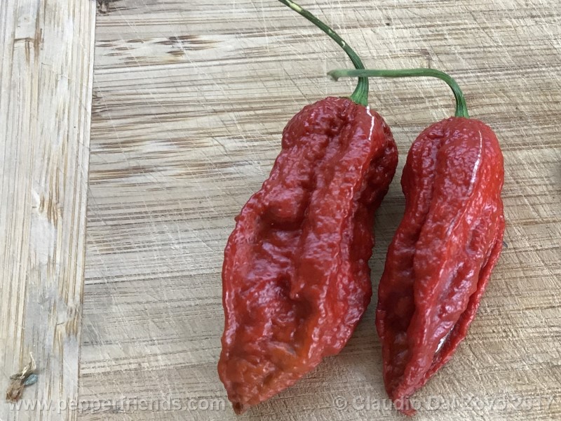 Bhut Jolokia Mulatto