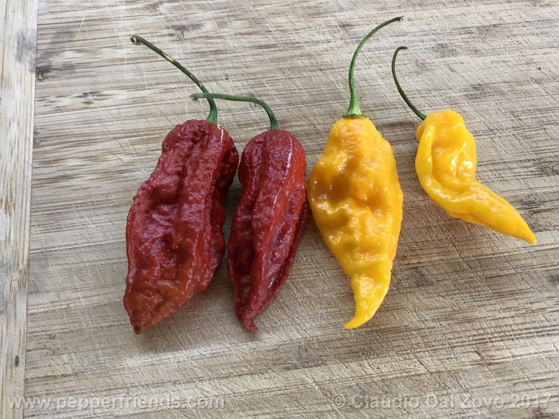 bhut-jolokia-mulatto_001_frutto_25.jpg