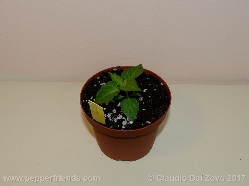 bhut-jolokia-mulatto_001_pianta_01.jpg