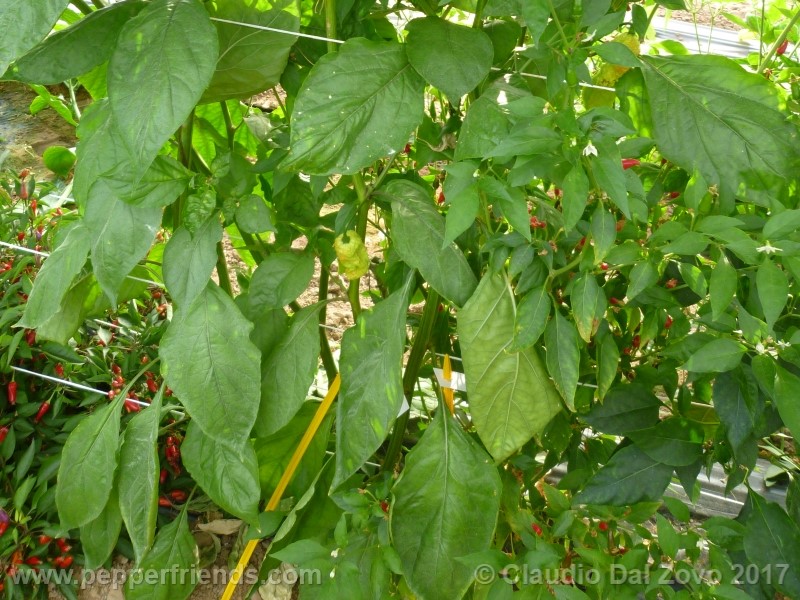 bhut-jolokia-mulatto_001_pianta_10.jpg