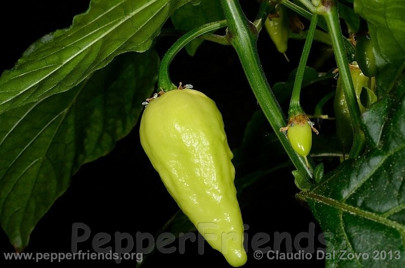 bhut-jolokia-mulatto_002_frutto_01.jpg