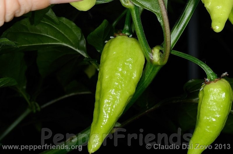 bhut-jolokia-mulatto_002_frutto_02.jpg