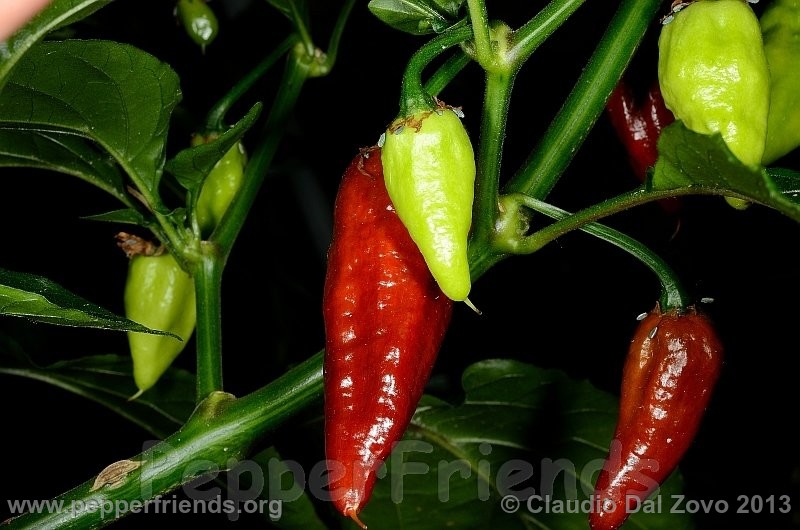 bhut-jolokia-mulatto_002_frutto_03.jpg