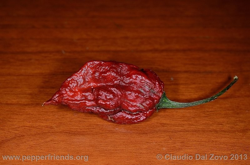 bhut-jolokia-mulatto_002_frutto_04.jpg