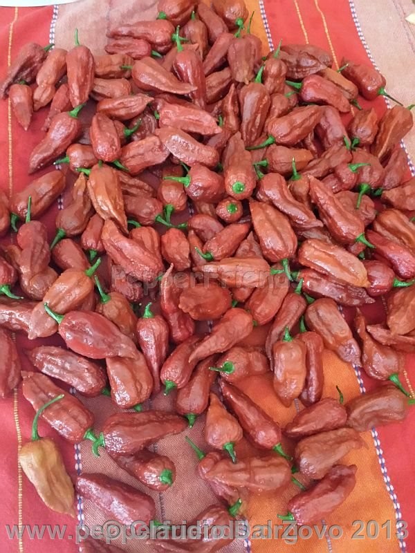 bhut-jolokia-mulatto_002_frutto_05.jpg