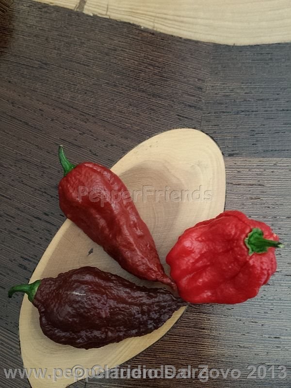 bhut-jolokia-mulatto_002_frutto_06.jpg