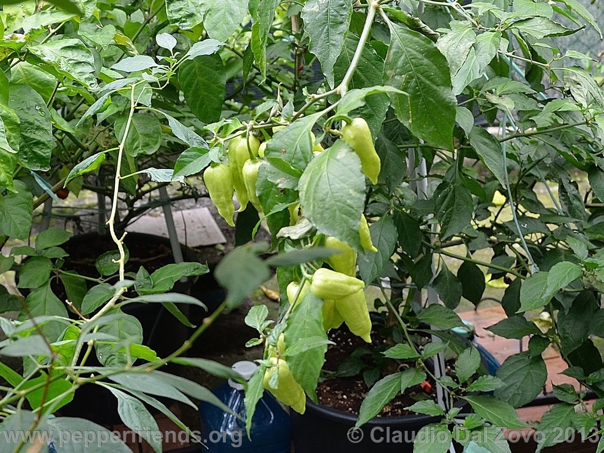 bhut-jolokia-mulatto_002_pianta_01.jpg