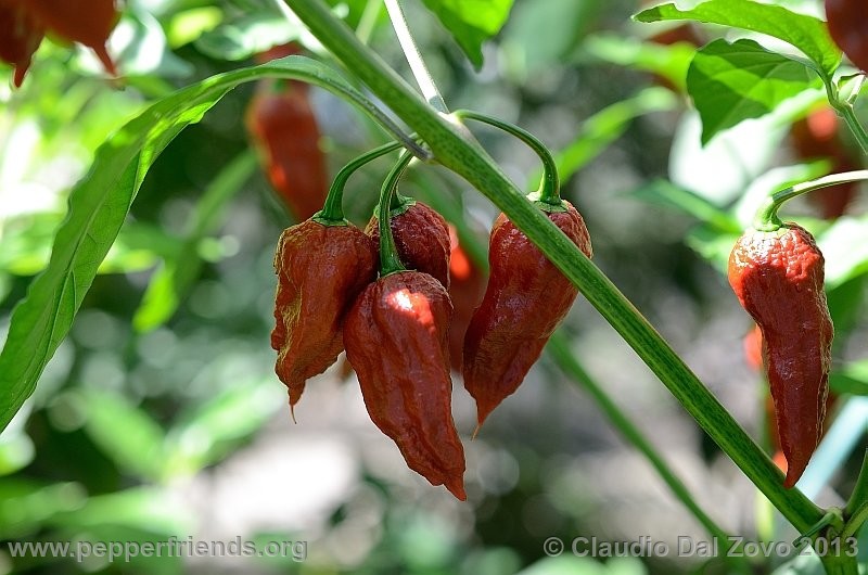 bhut-jolokia-mulatto_002_pianta_03.jpg