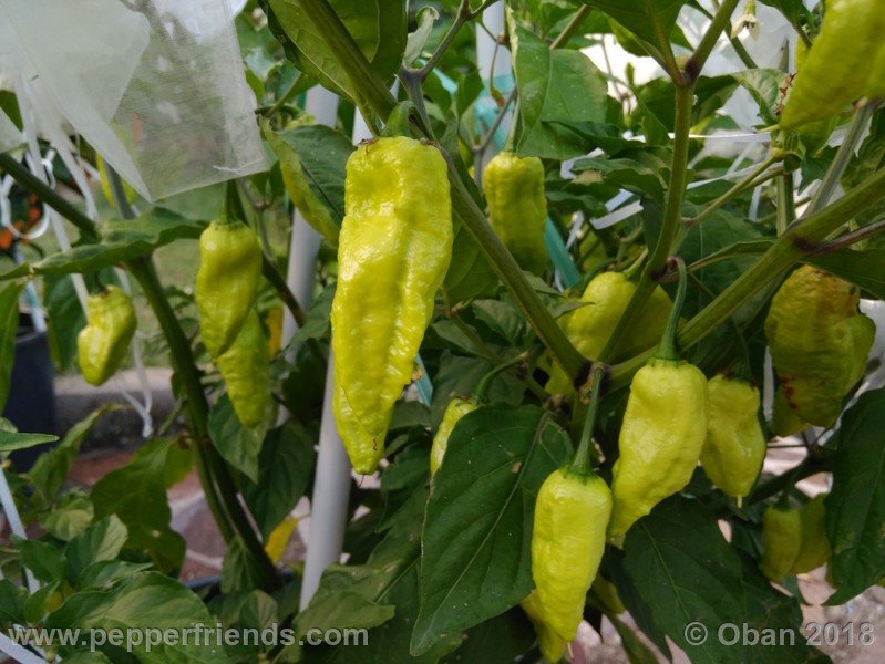 bhut-jolokia-mulatto_003_frutto_07.jpg