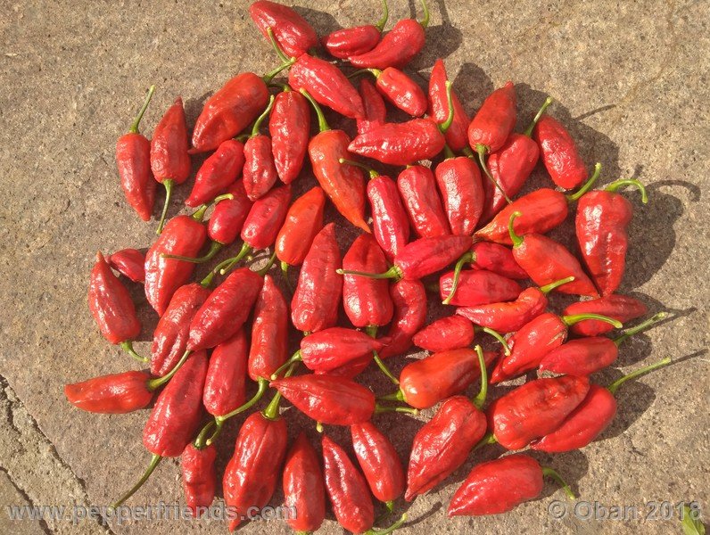bhut-jolokia-mulatto_003_frutto_37.jpg