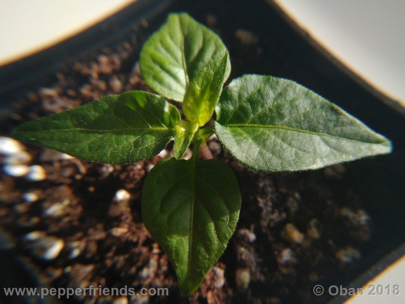 bhut-jolokia-mulatto_003_pianta_02.jpg
