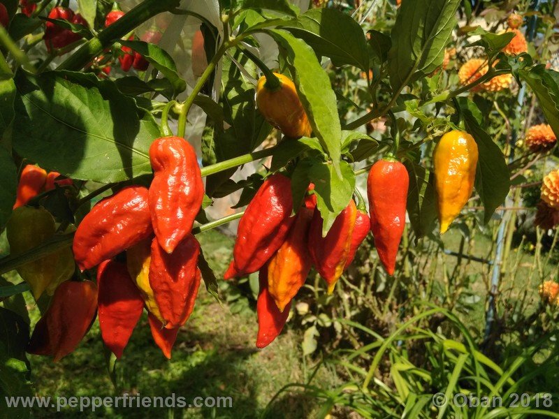 bhut-jolokia-mulatto_003_pianta_17.jpg