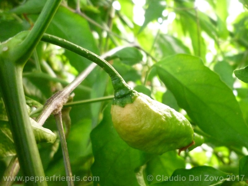 bhut-jolokia-orange_001_frutto_00.jpg