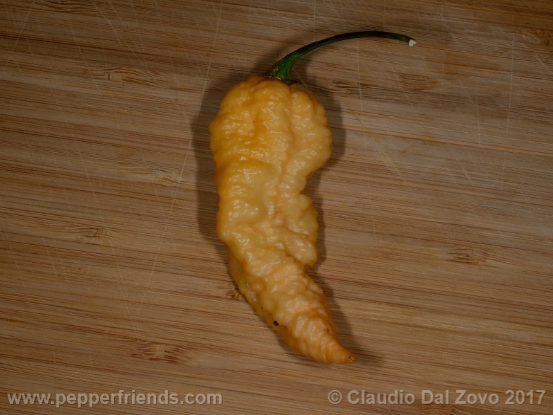 Bhut Jolokia Orange