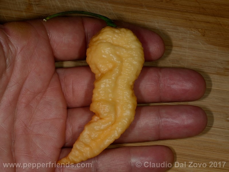bhut-jolokia-orange_001_frutto_03.jpg