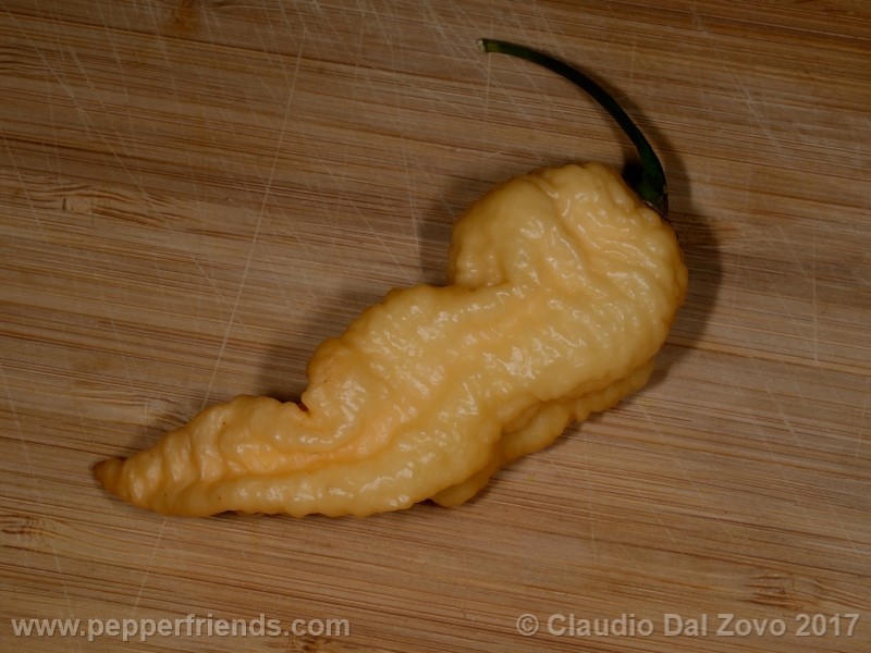 bhut-jolokia-orange_001_frutto_04.jpg
