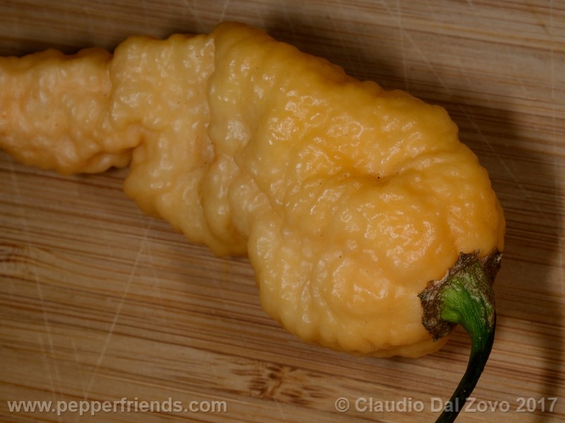 bhut-jolokia-orange_001_frutto_05.jpg