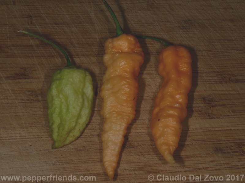 bhut-jolokia-orange_001_frutto_08.jpg