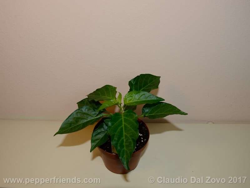bhut-jolokia-orange_001_pianta_01.jpg