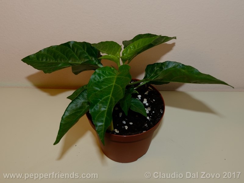 bhut-jolokia-orange_001_pianta_02.jpg