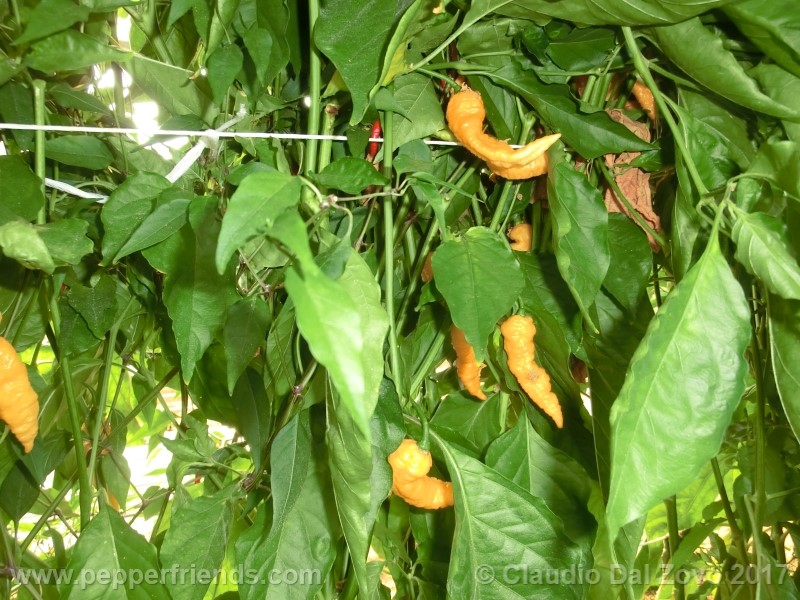 bhut-jolokia-orange_001_pianta_03.jpg