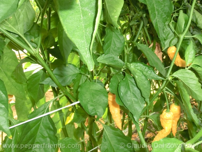 bhut-jolokia-orange_001_pianta_04.jpg