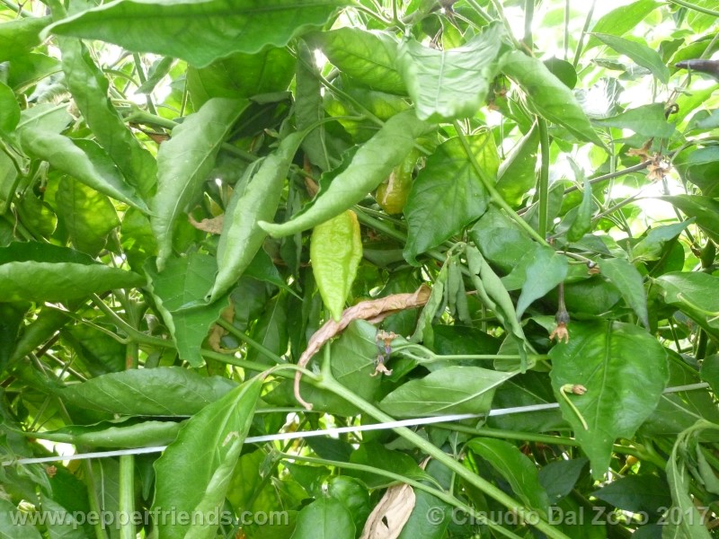 bhut-jolokia-orange_001_pianta_05.jpg