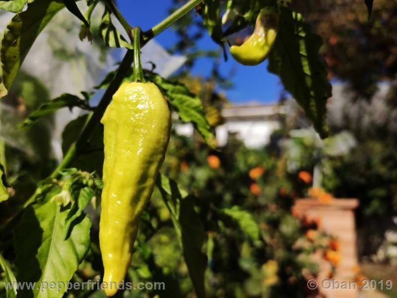 bhut-jolokia-rust_001_frutto_16.jpg