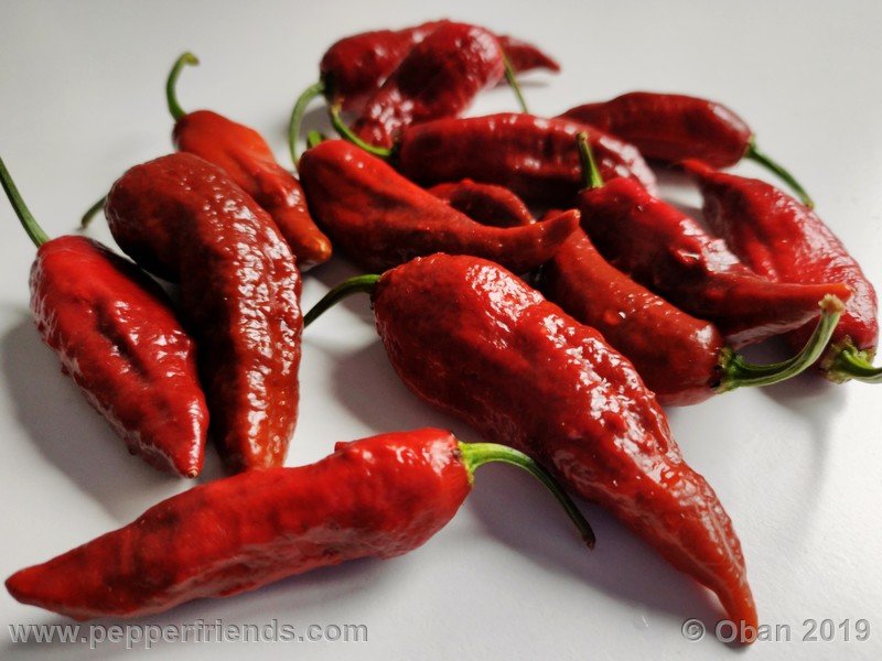 https://www.pepperfriends.org/uploads/bhut-jolokia-rust/001/bhut-jolokia-rust_001_frutto_22.jpg
