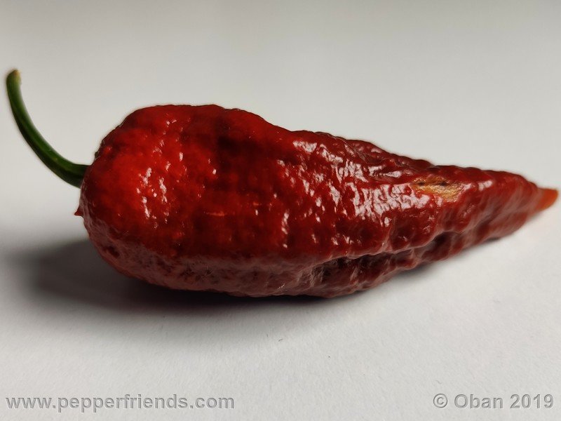 bhut-jolokia-rust_001_frutto_27.jpg