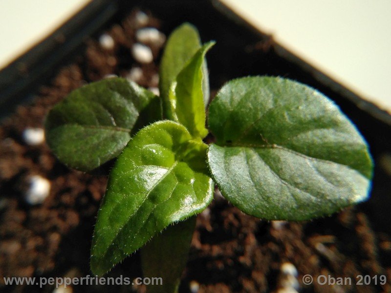bhut-jolokia-solid-gold_001_50_bhut-jolokia-solid-gold_001_pianta_01.jpg