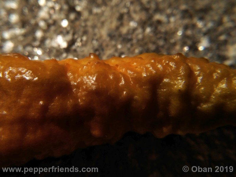 bhut-jolokia-solid-gold_001_8_bhut-jolokia-solid-gold_001_frutto_36.jpg