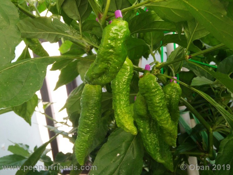 bhut-jolokia-solid-gold_001_frutto_08.jpg