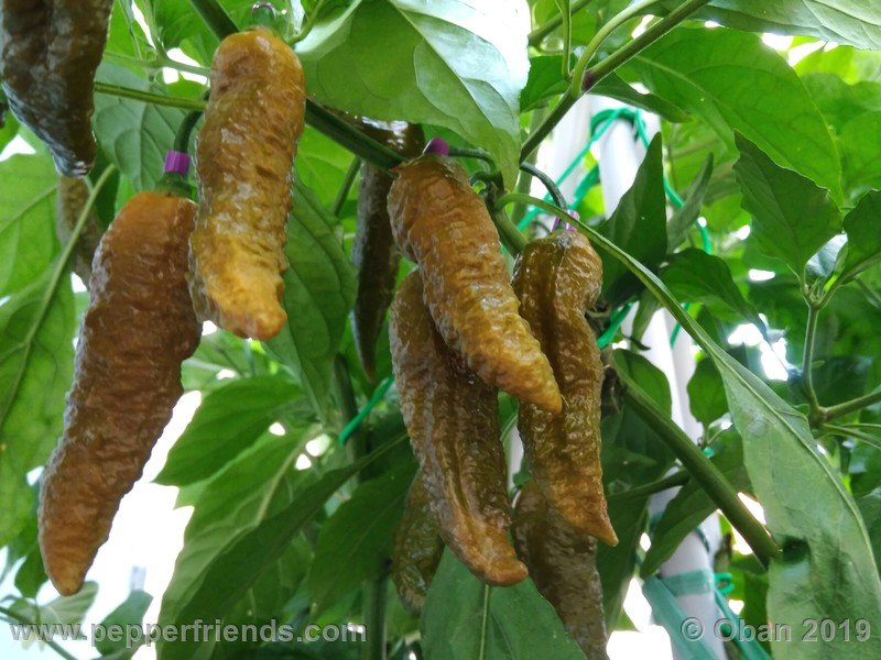 bhut-jolokia-solid-gold_001_frutto_12.jpg