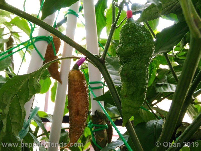 bhut-jolokia-solid-gold_001_frutto_18.jpg