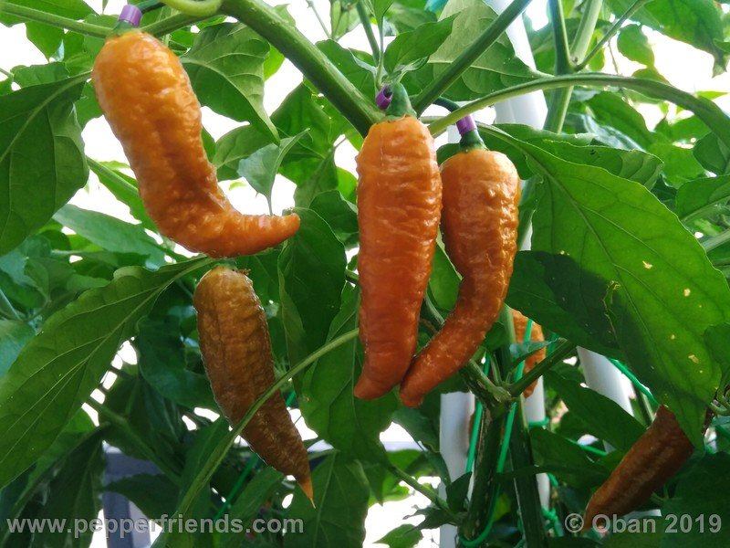 bhut-jolokia-solid-gold_001_frutto_29.jpg