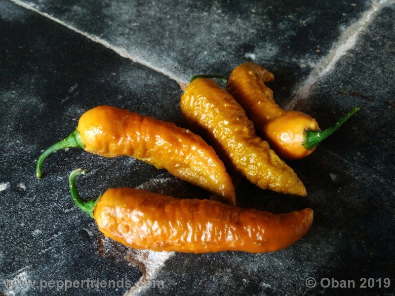 bhut-jolokia-solid-gold_001_frutto_30.jpg