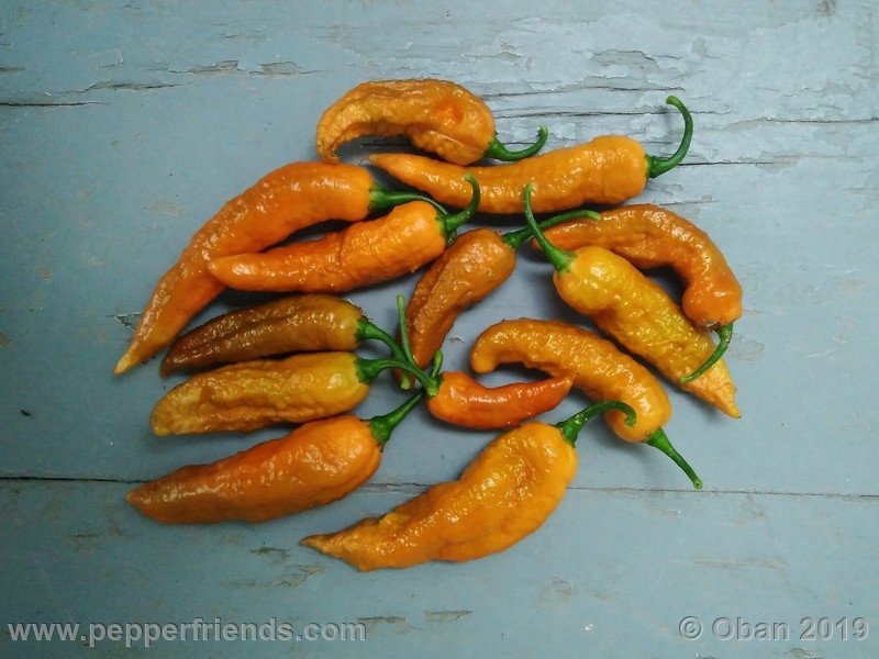 bhut-jolokia-solid-gold_001_frutto_45.jpg