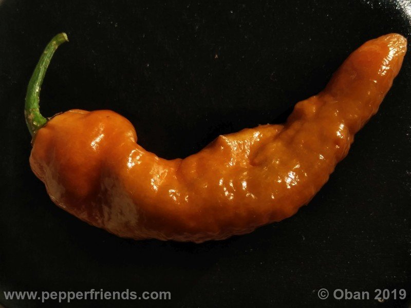 bhut-jolokia-solid-gold_001_frutto_48.jpg