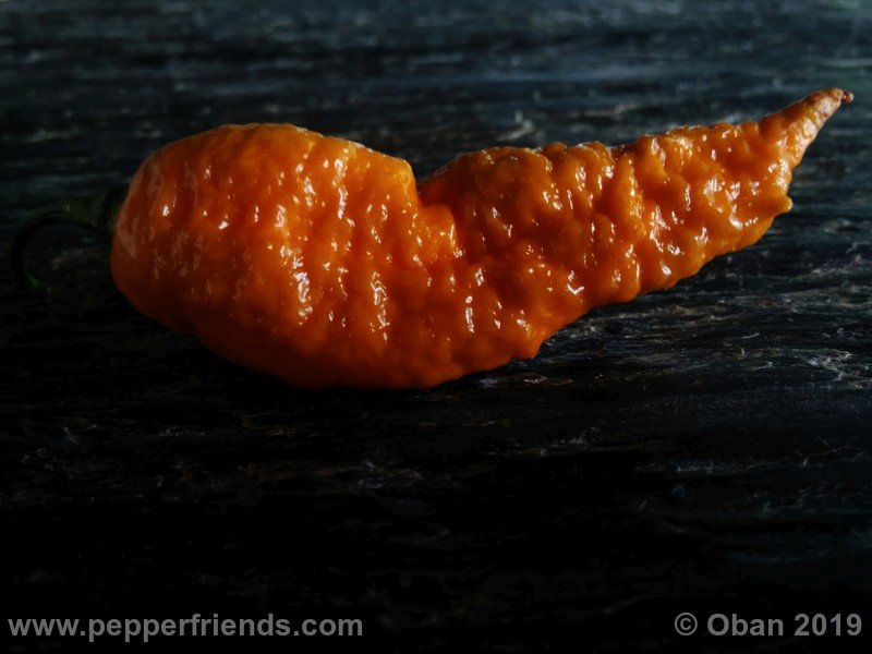 bhut-jolokia-solid-gold_001_frutto_53.jpg