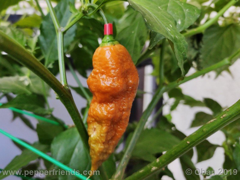 bhut-jolokia-solid-gold_001_frutto_69.jpg