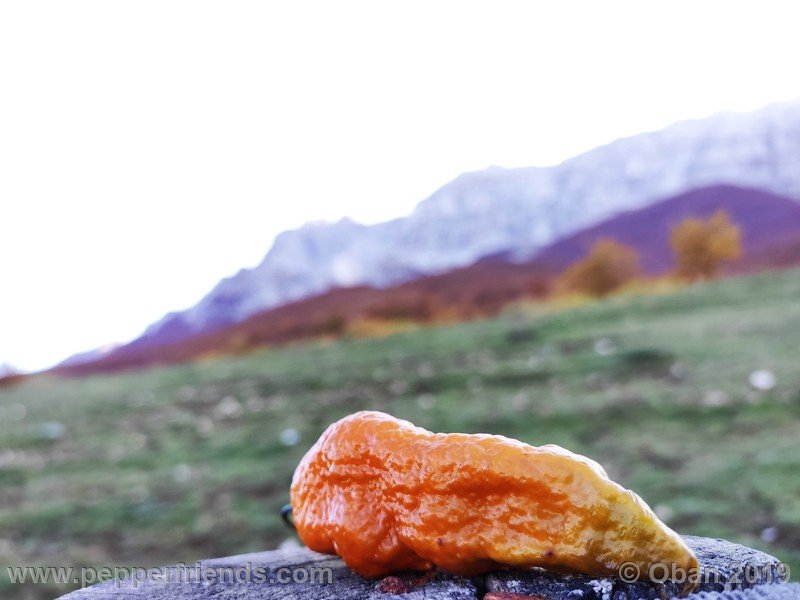 bhut-jolokia-solid-gold_001_frutto_75.jpg